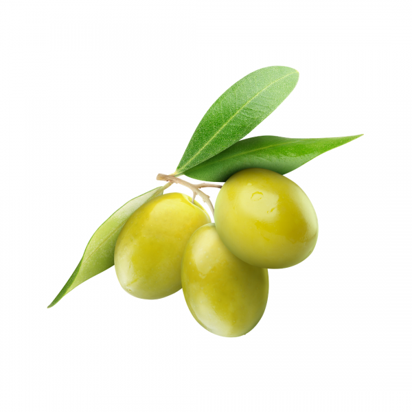 Olivos