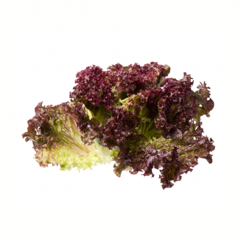 Lechuga hoja de roble