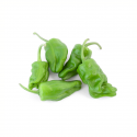 Pimiento padrón dulce