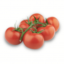Tomate rastrero redondo (vilma)