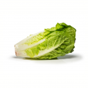 Lechuga romana