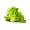 Lechuga maravilla
