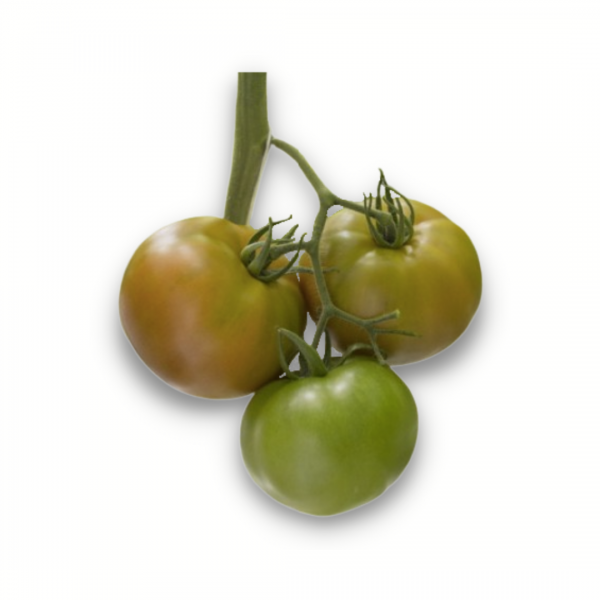 Tomate montenegro antivirus