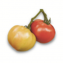 Tomate tresbian