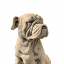 Bulldog