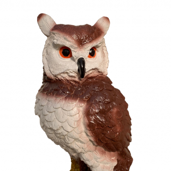 Búho