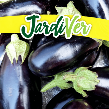 Berenjena larga negra 3gr