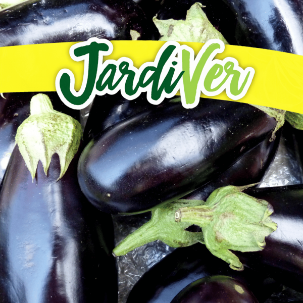 Berenjena larga negra 3gr