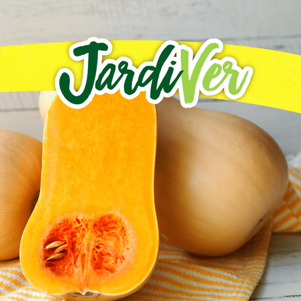Calabaza Tipo Cacahuete 3gr
