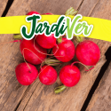 Rabanito redondo rojo 10gr