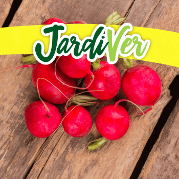 Rabanito redondo rojo 10gr