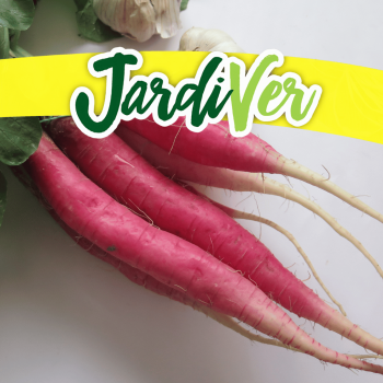 Rábano largo rojo 10gr