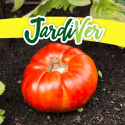 Tomate mata baja 1gr