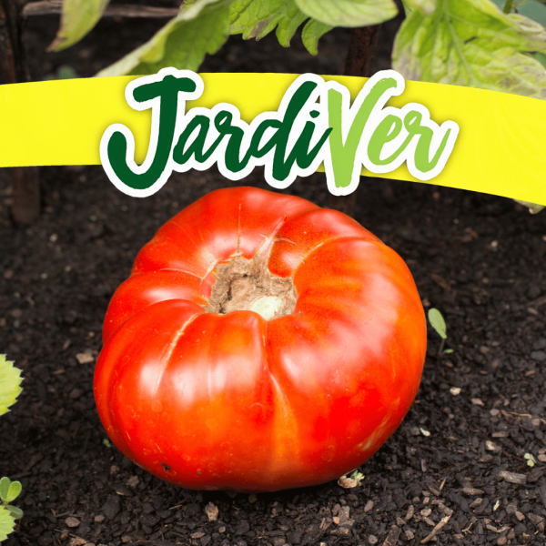 Tomate mata baja 1gr