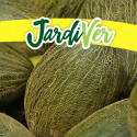 Melón piel de sapo 5gr