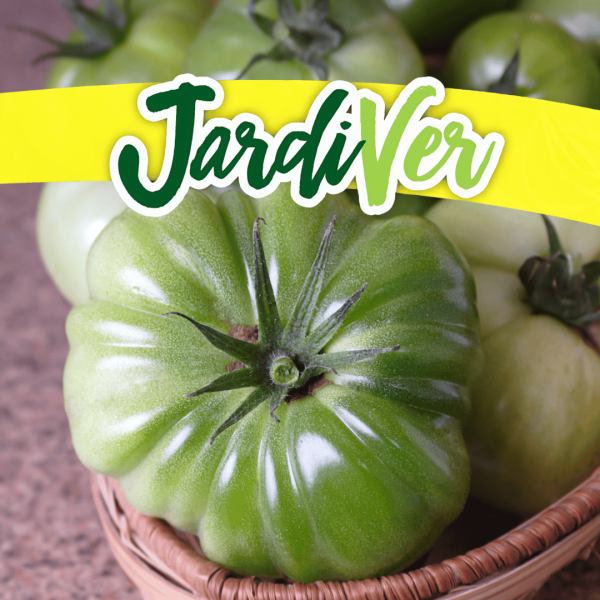 Tomate marmande 1gr