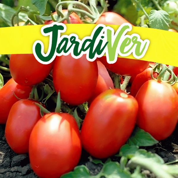 Tomate río grande 3gr