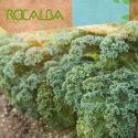 Kale dwarf 6gr