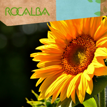 Girasol 10gr