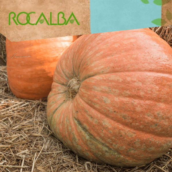 Calabaza atlantic 5gr
