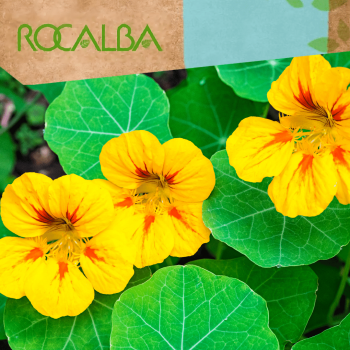 Capuchina 10gr