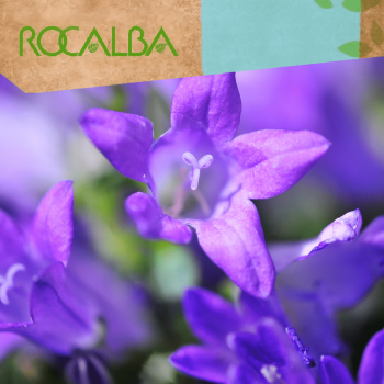 Campanula de los cárpatos 1gr