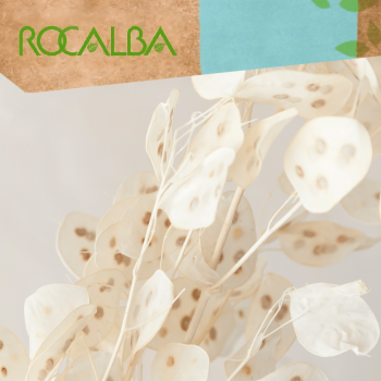 Lunaria moneda del Papa 6gr