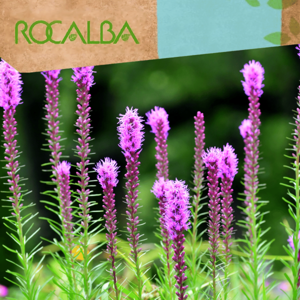 Liatris 1gr