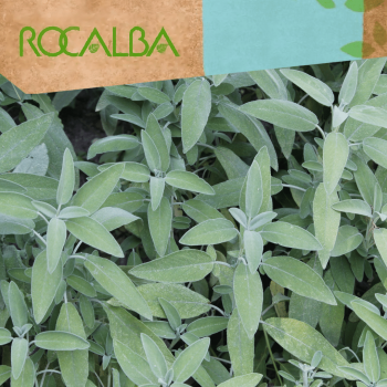 Salvia 2gr