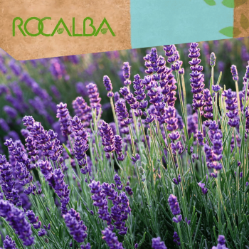 Lavanda 1gr