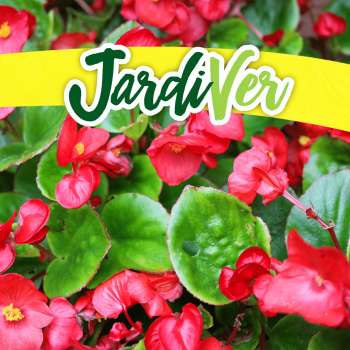 Begonia 0,03gr