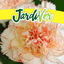 Clavel De Los Floristas 1gr