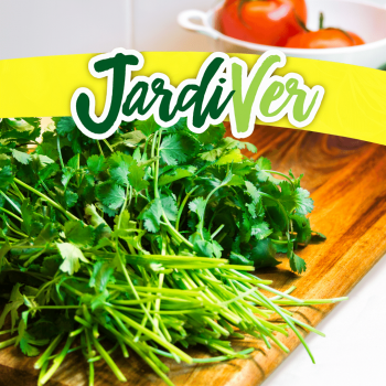 Cilantro 4gr