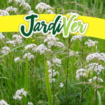 Valeriana 6gr
