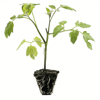 Tomate óptima