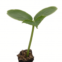Pepino