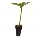 Pepino
