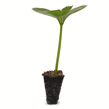 Pepino