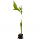 Guindilla roja