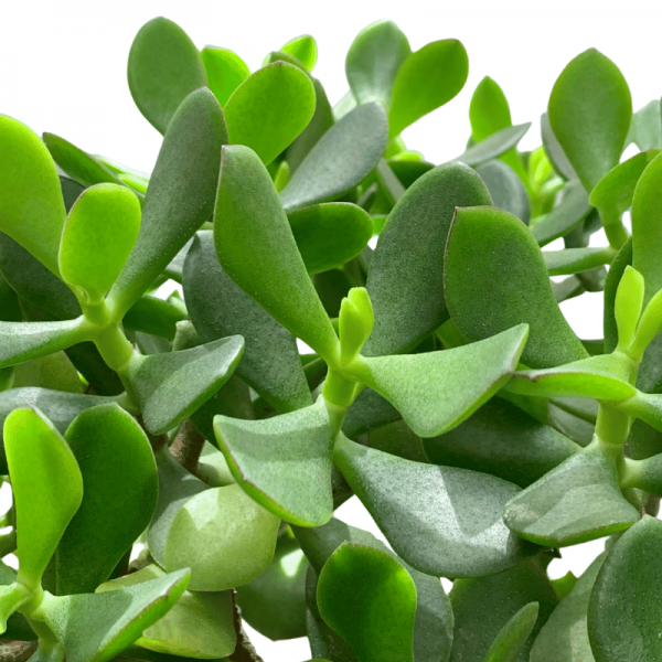 Árbol de Jade