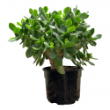 Árbol de Jade