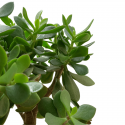 Árbol de Jade
