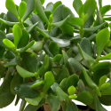 Árbol de Jade
