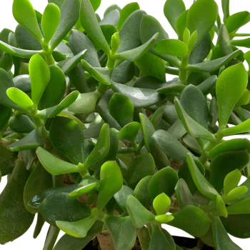 Árbol de Jade