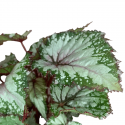 Begonia