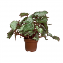 Begonia