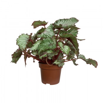 Begonia