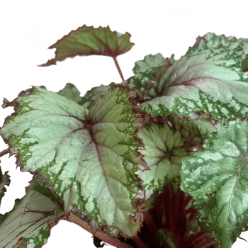 Begonia