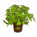 Begonia