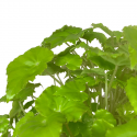 Begonia